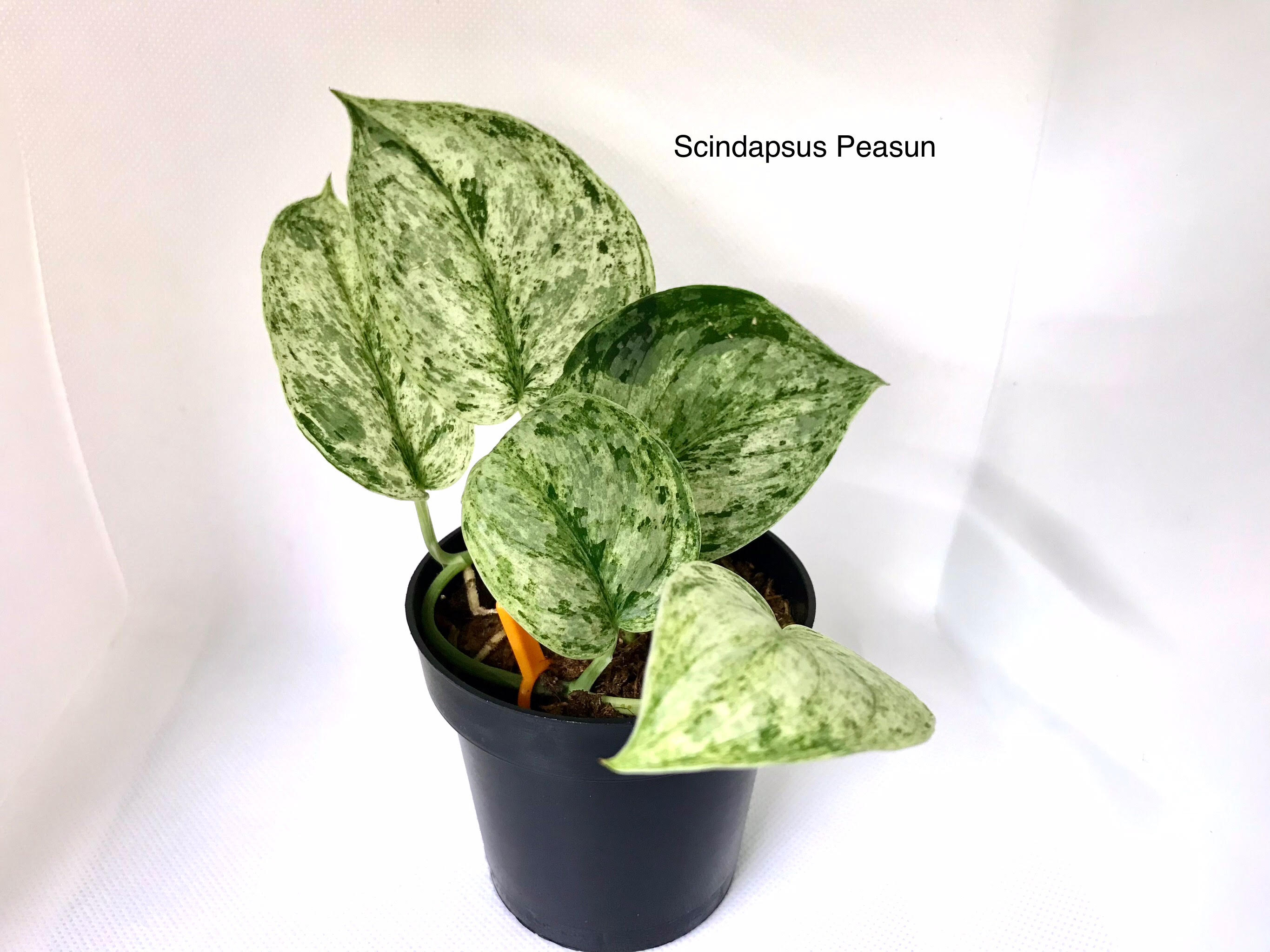 Scindapsus Peasun